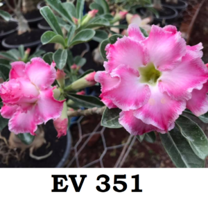 ROSA DO DESERTO - EV 351