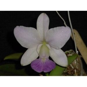WALKERIANA COERULEA ADULTA