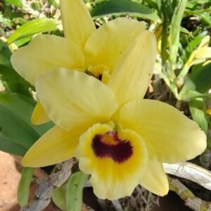 DENDROBIUM NOBILE AMARELO MIOLO ESCURO