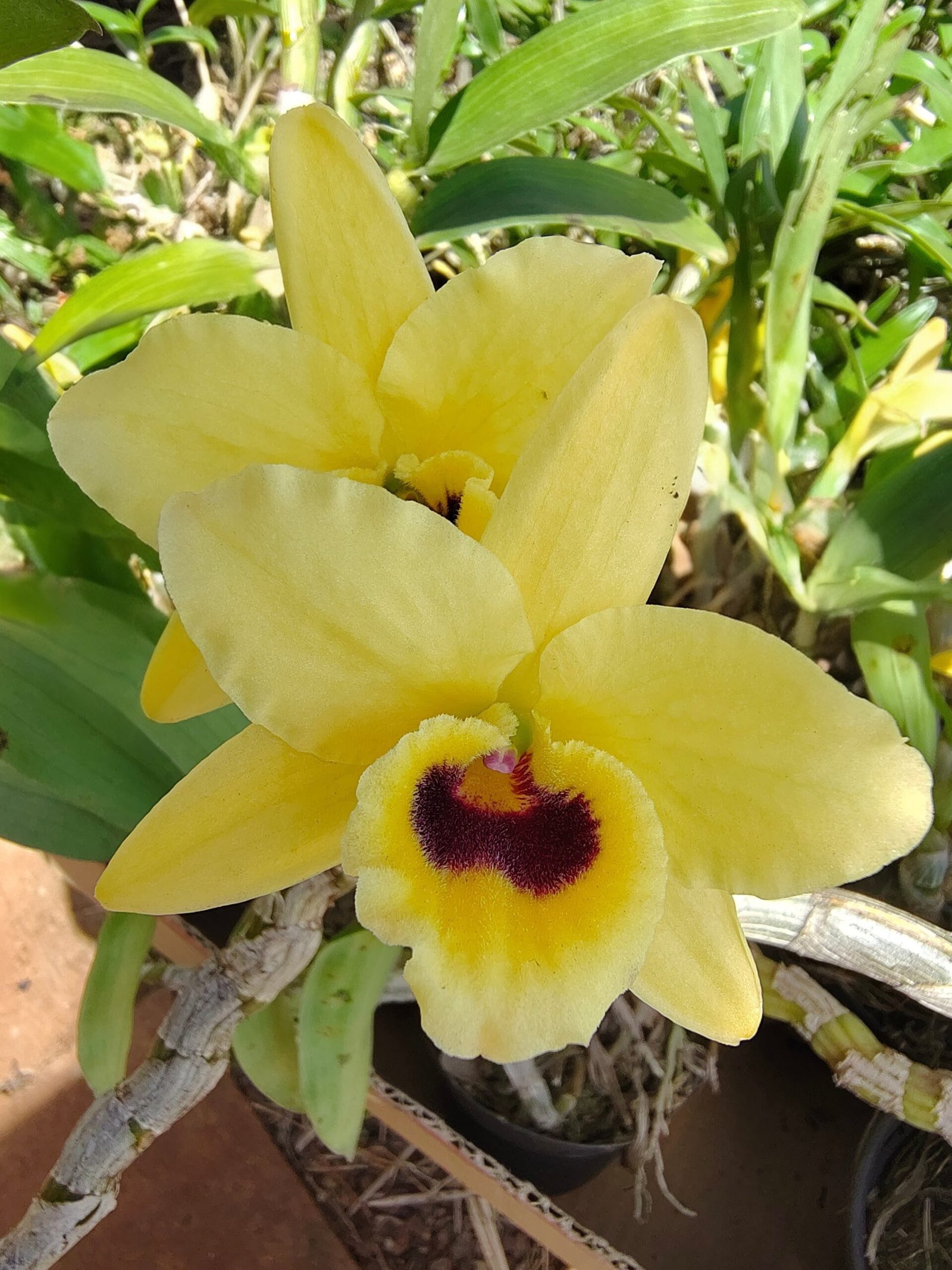 DENDROBIUM NOBILE AMARELO MIOLO ESCURO
