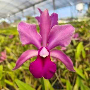 CATTLEYA BICOLOR X CATTLEYA LABIATA