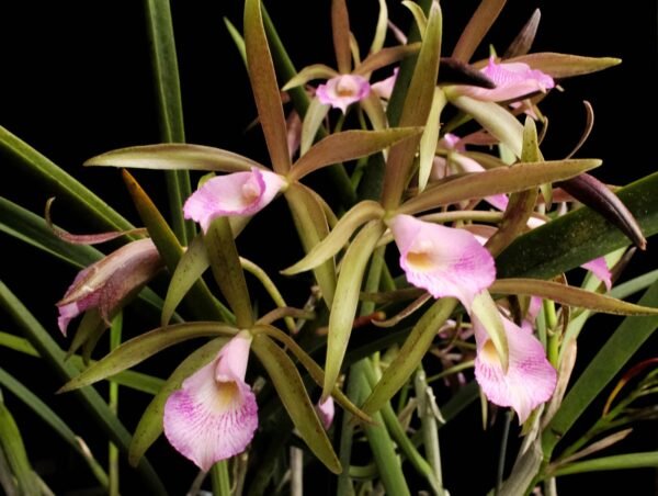 BC LITORALIS MUDA
