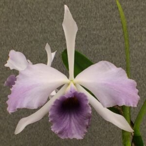 LC. CG. ROEBLING MUDA 5 A 10 CM